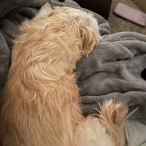 Meet your Posher, Sam